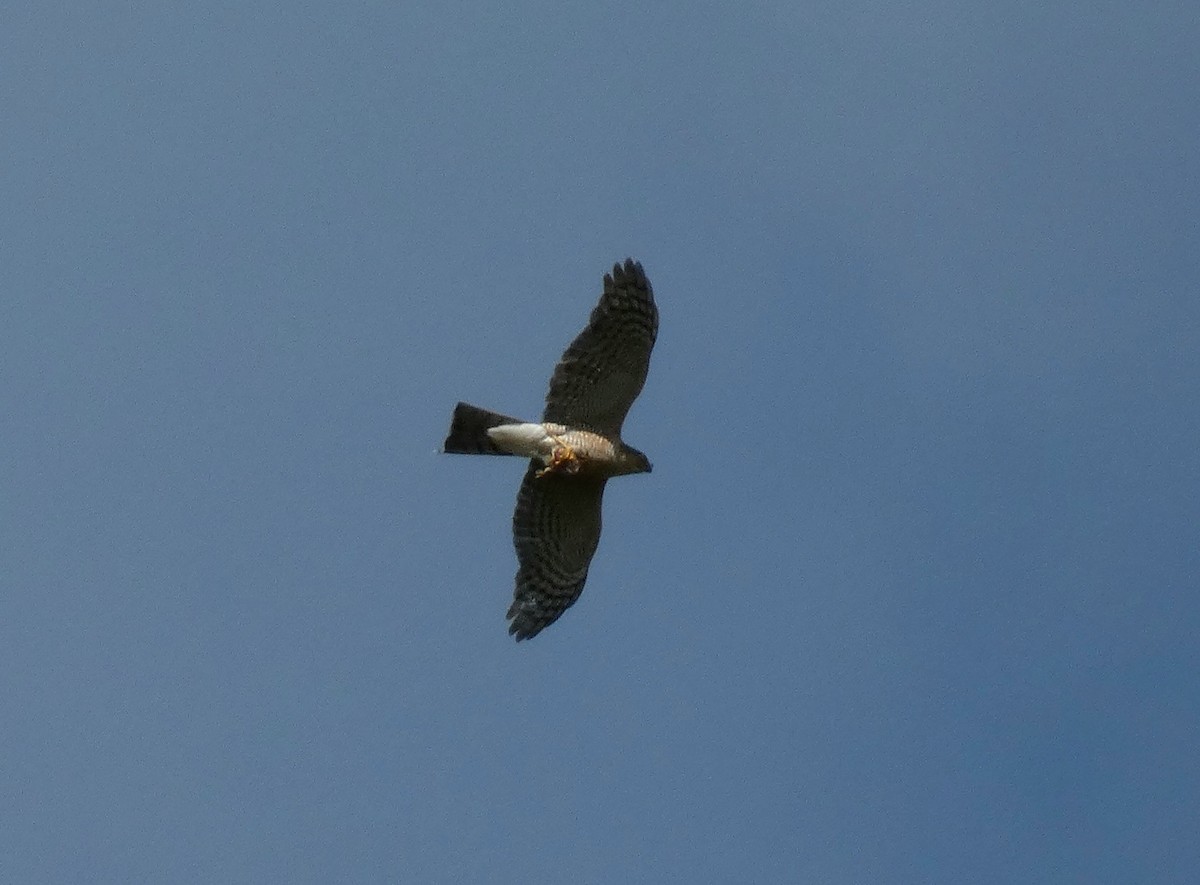 Eurasian Sparrowhawk - ML637744204
