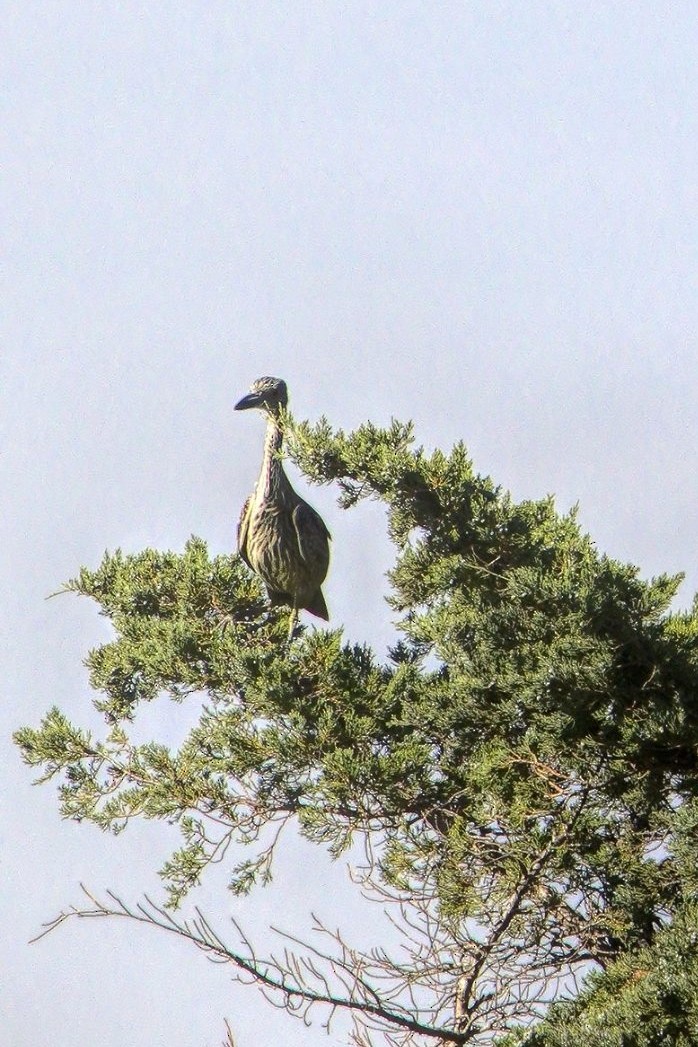 Yellow-crowned Night Heron - ML637744268