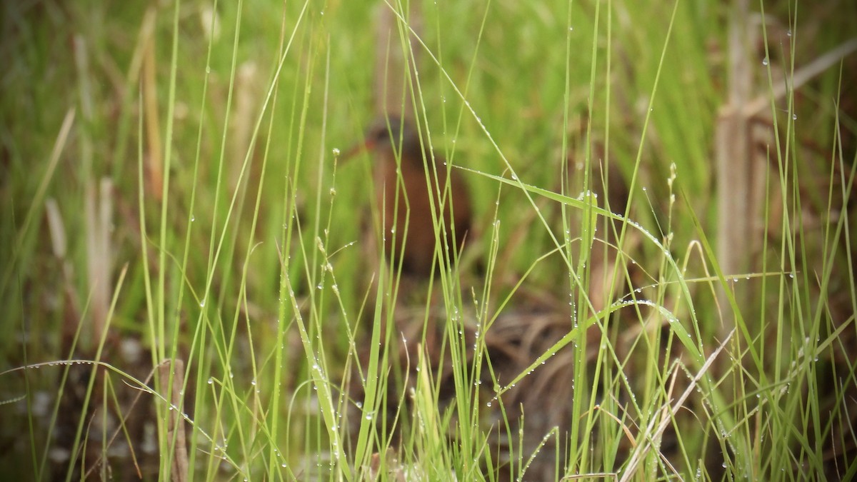 Virginia Rail - ML637744269