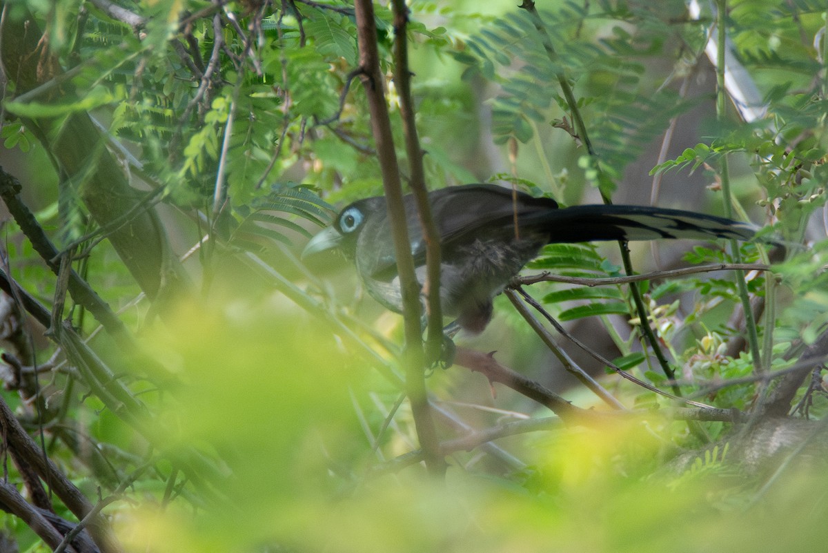 Blue-faced Malkoha - ML637744278