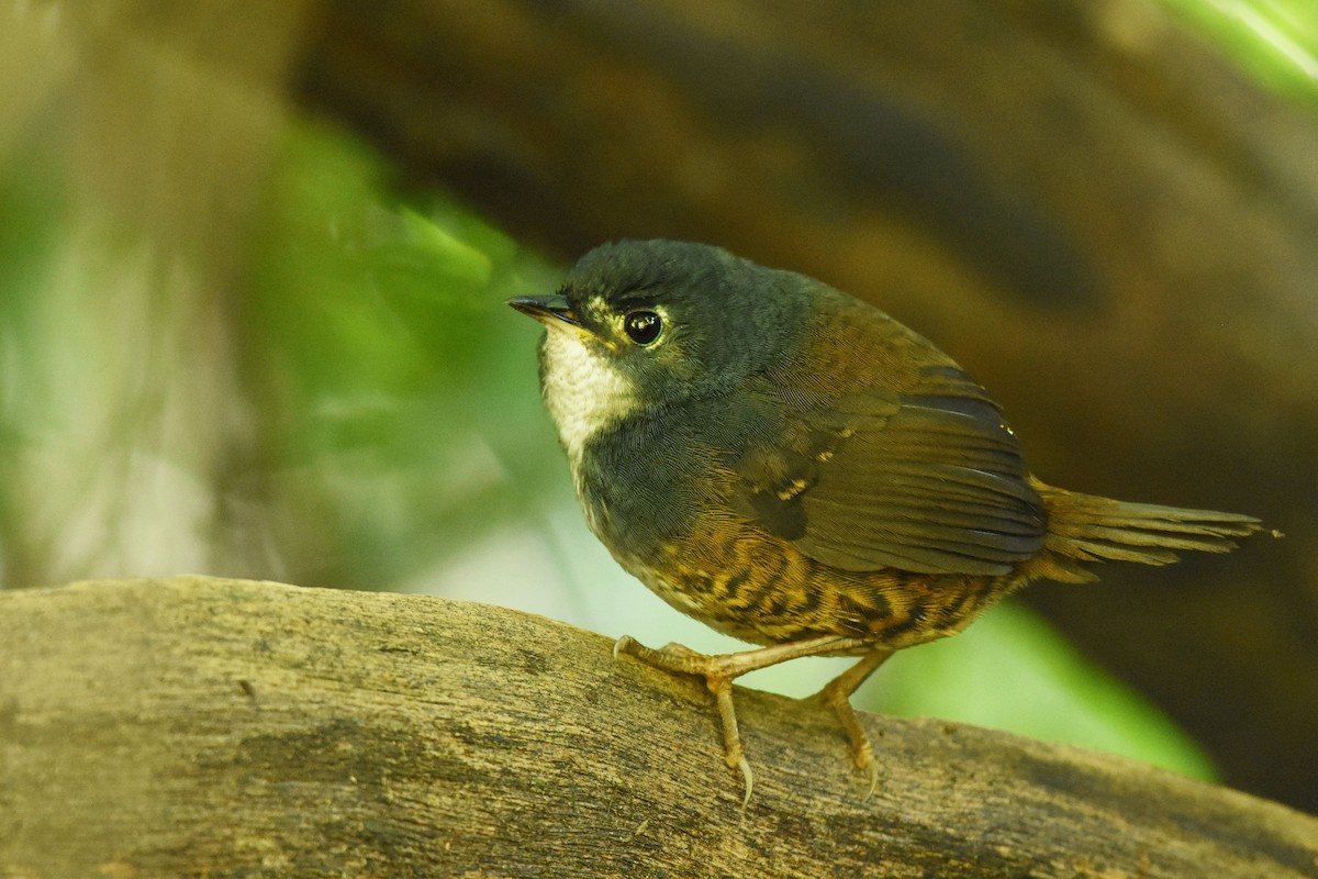 White-breasted Tapaculo - ML637744289