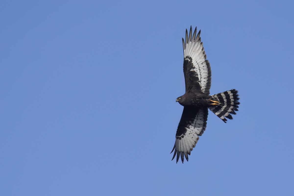 Black Harrier - ML637744300