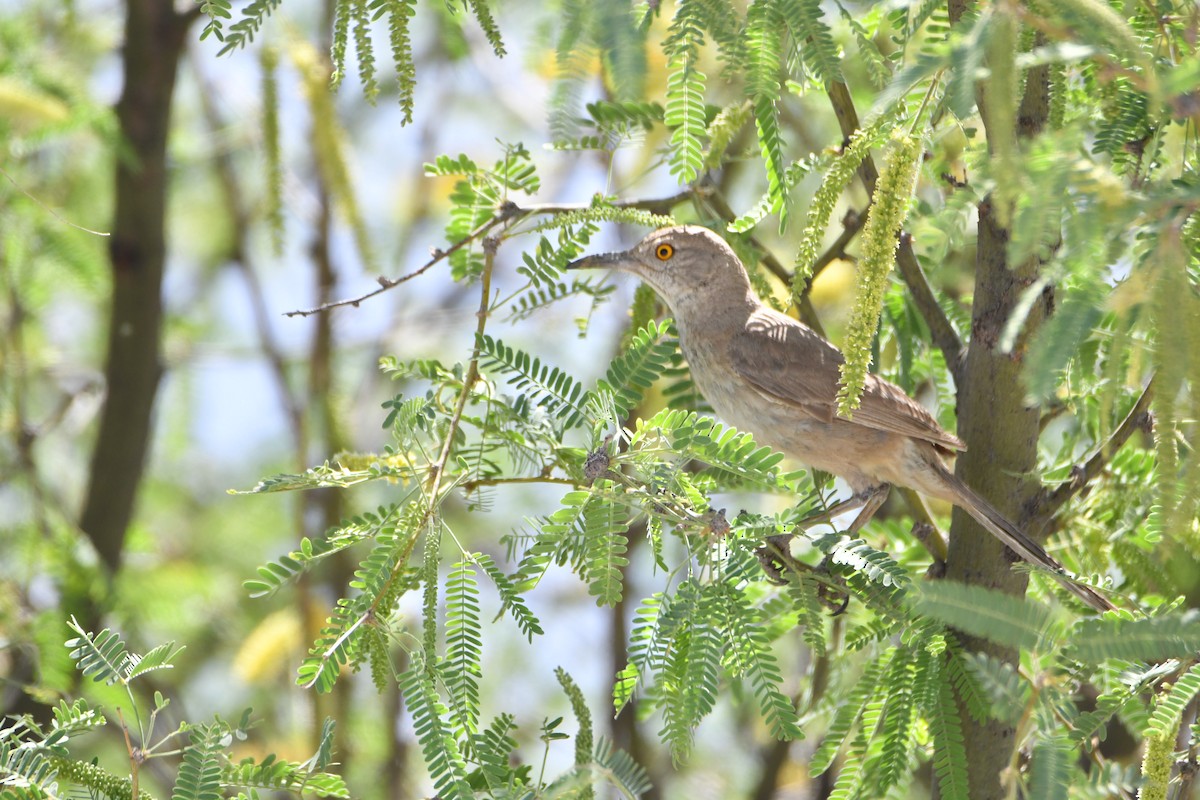 Bendire's Thrasher - ML637744334