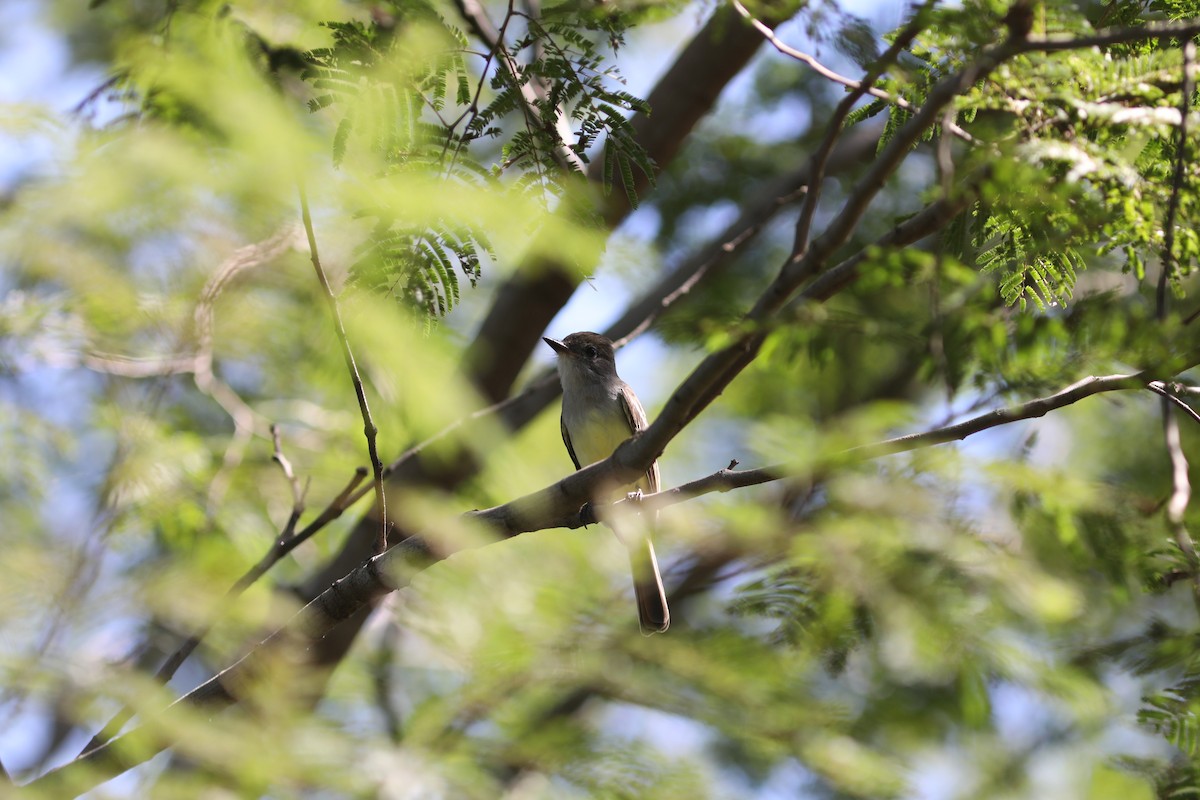 Swainson's Flycatcher - ML637744343
