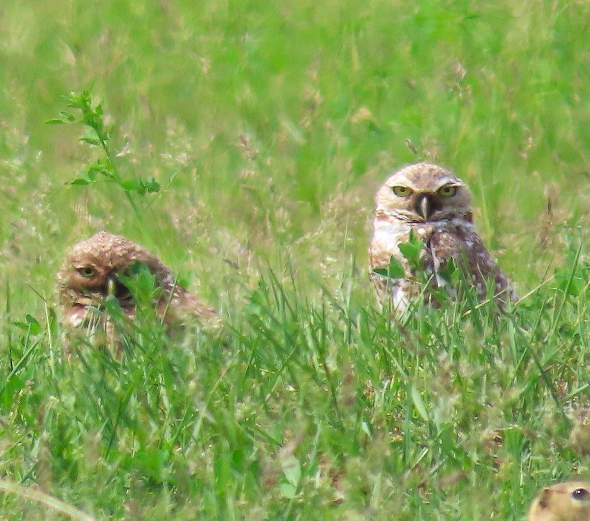 Burrowing Owl - ML637744364