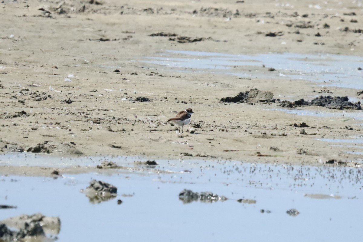 Little Ringed Plover - ML637744367