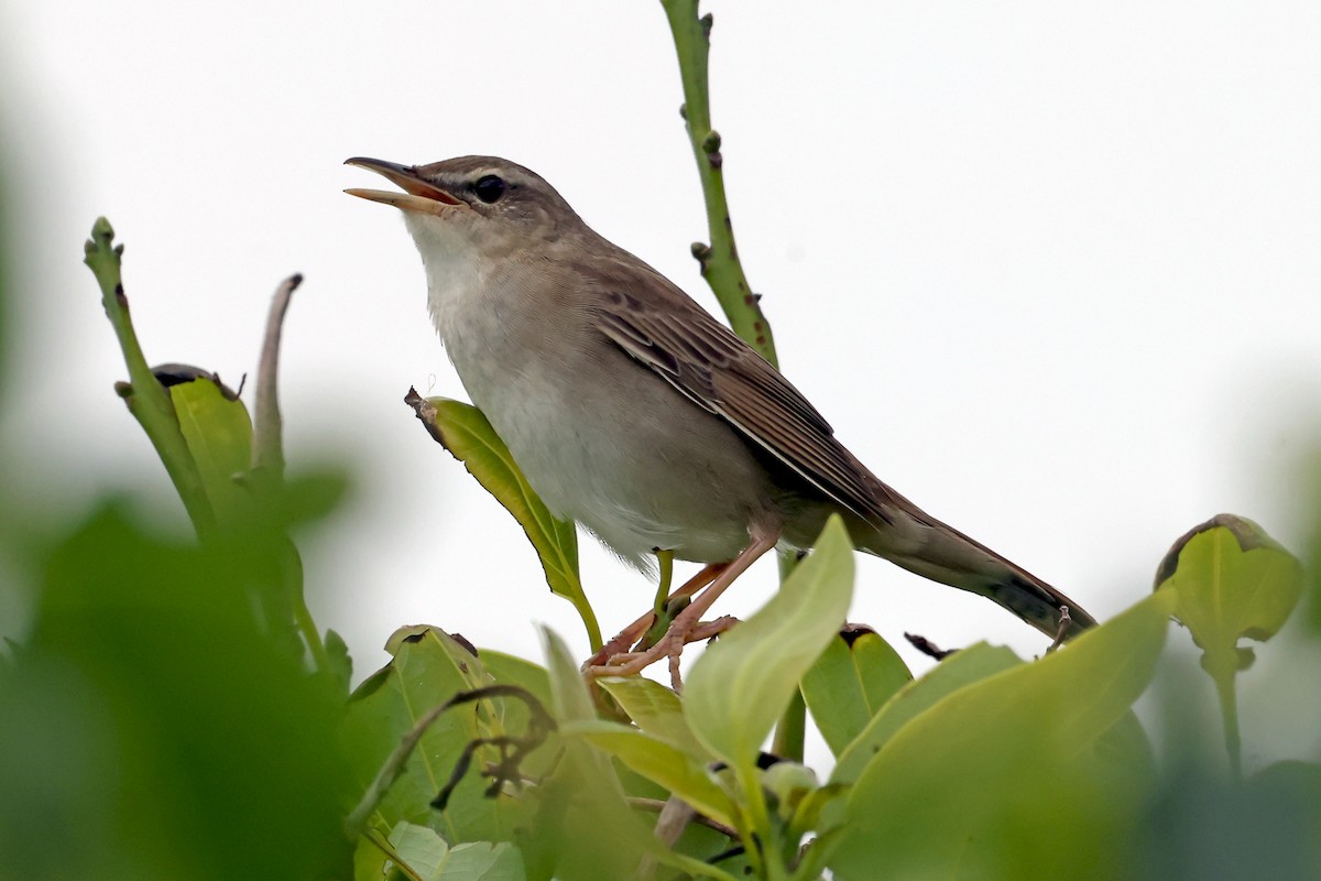Pleske's Grasshopper Warbler - ML637744407