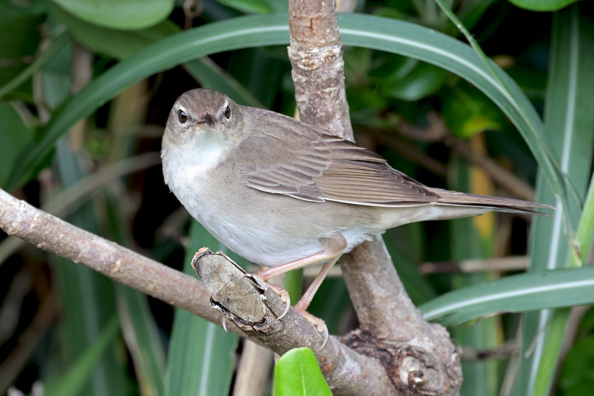 Pleske's Grasshopper Warbler - ML637744418