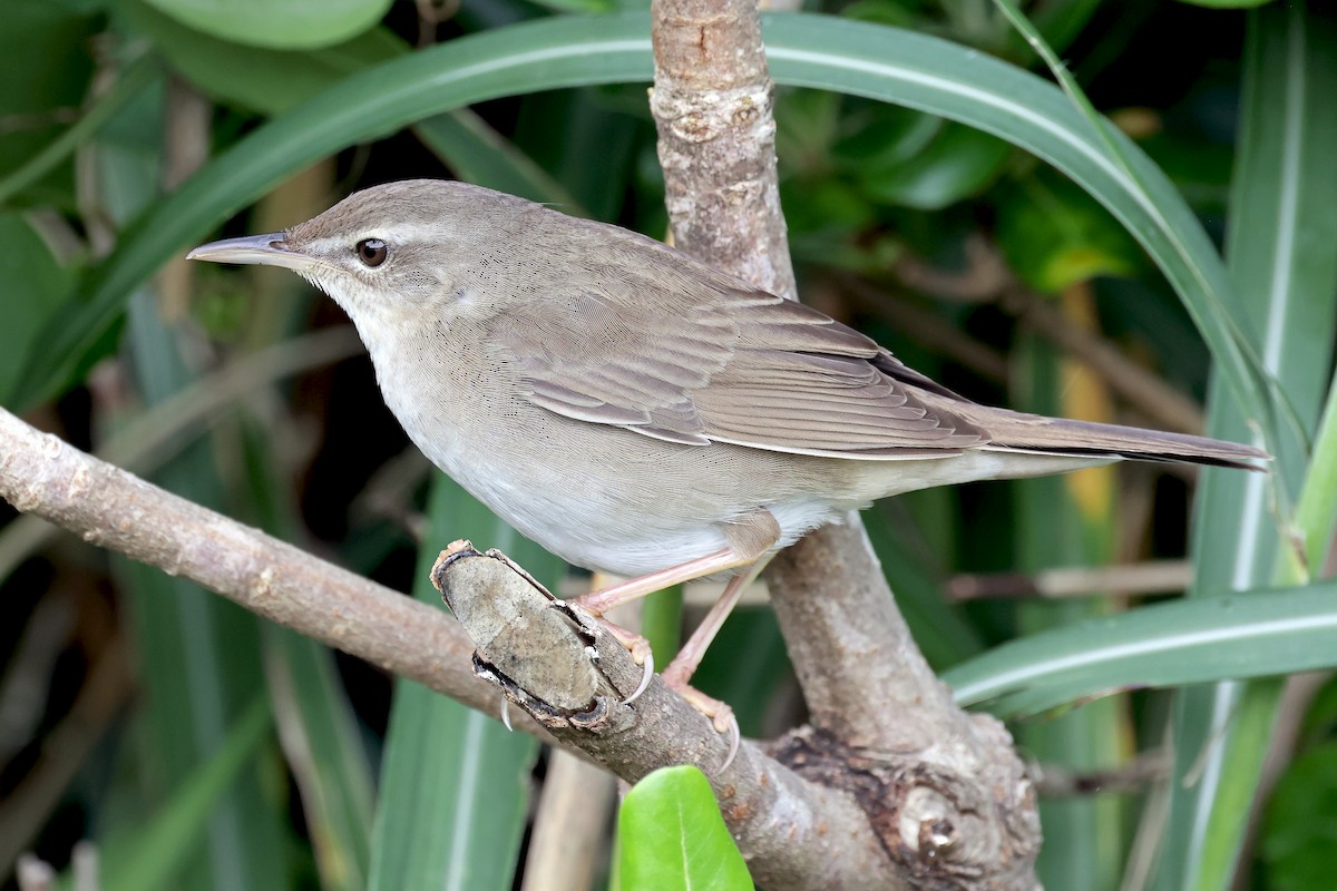 Pleske's Grasshopper Warbler - ML637744421