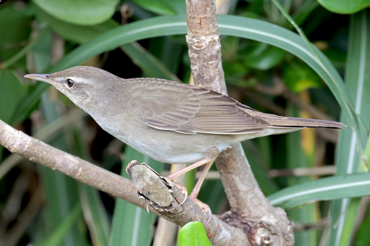 Pleske's Grasshopper Warbler - ML637744422