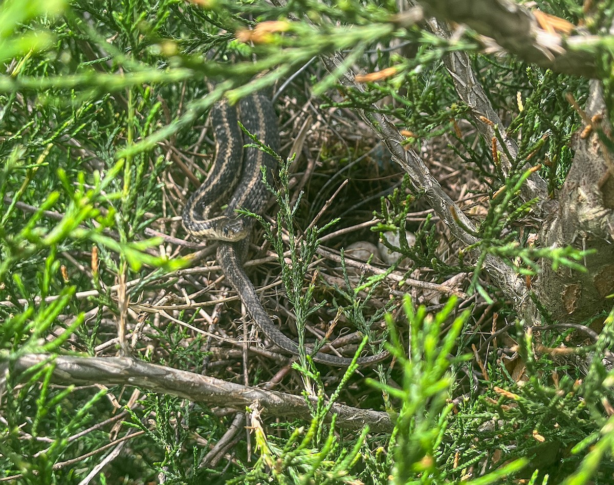 Northern Mockingbird - ML637744477