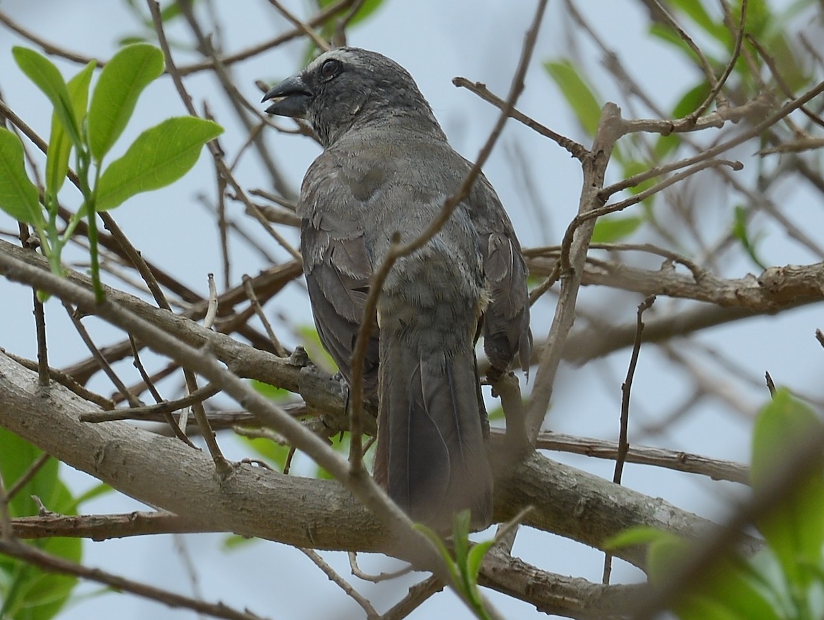 Cinnamon-bellied Saltator - ML637744485