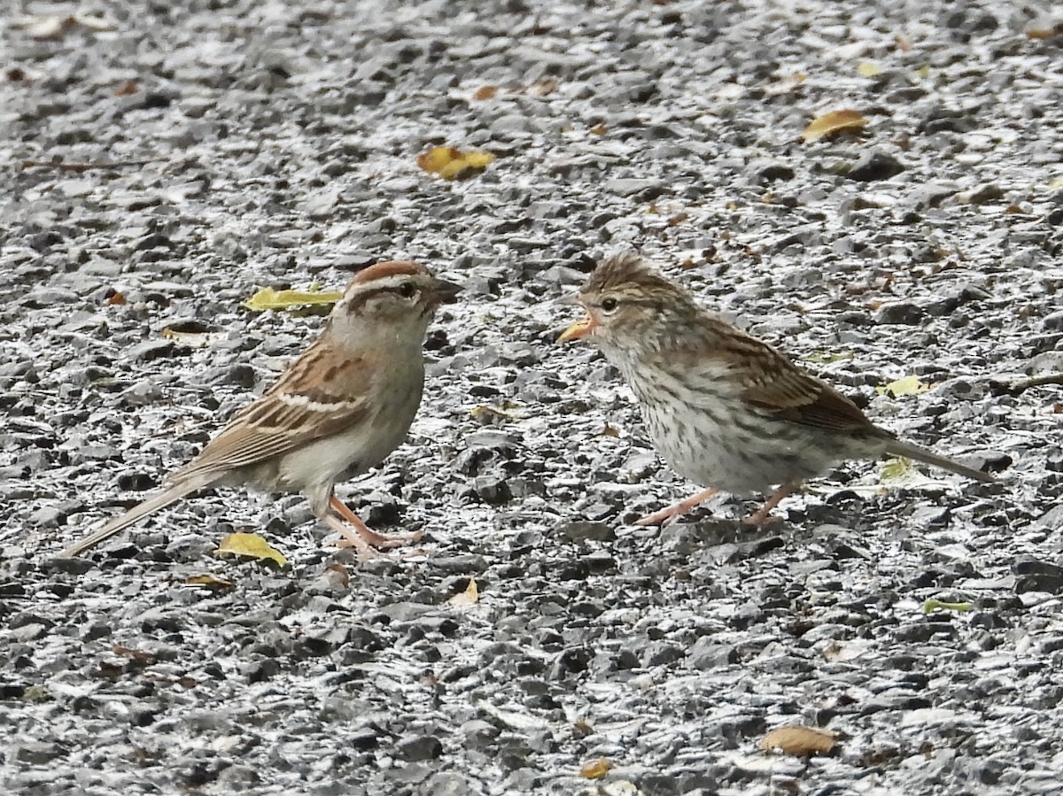 Chipping Sparrow - ML637744486