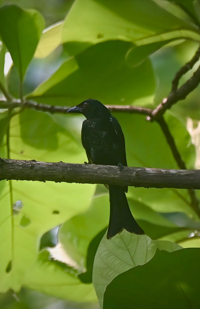 Crow-billed Drongo - ML637744489