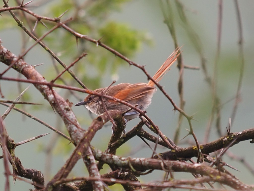 Chinchipe Spinetail - ML637744503