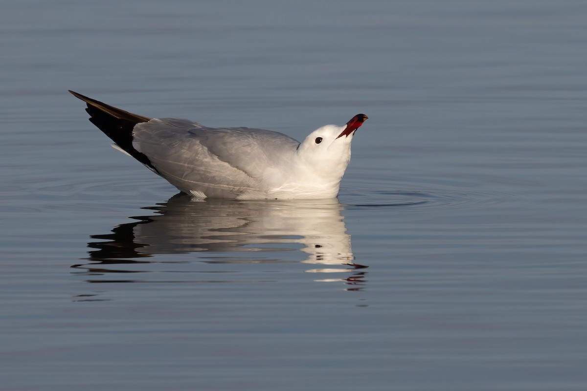 Audouin's Gull - ML637744530