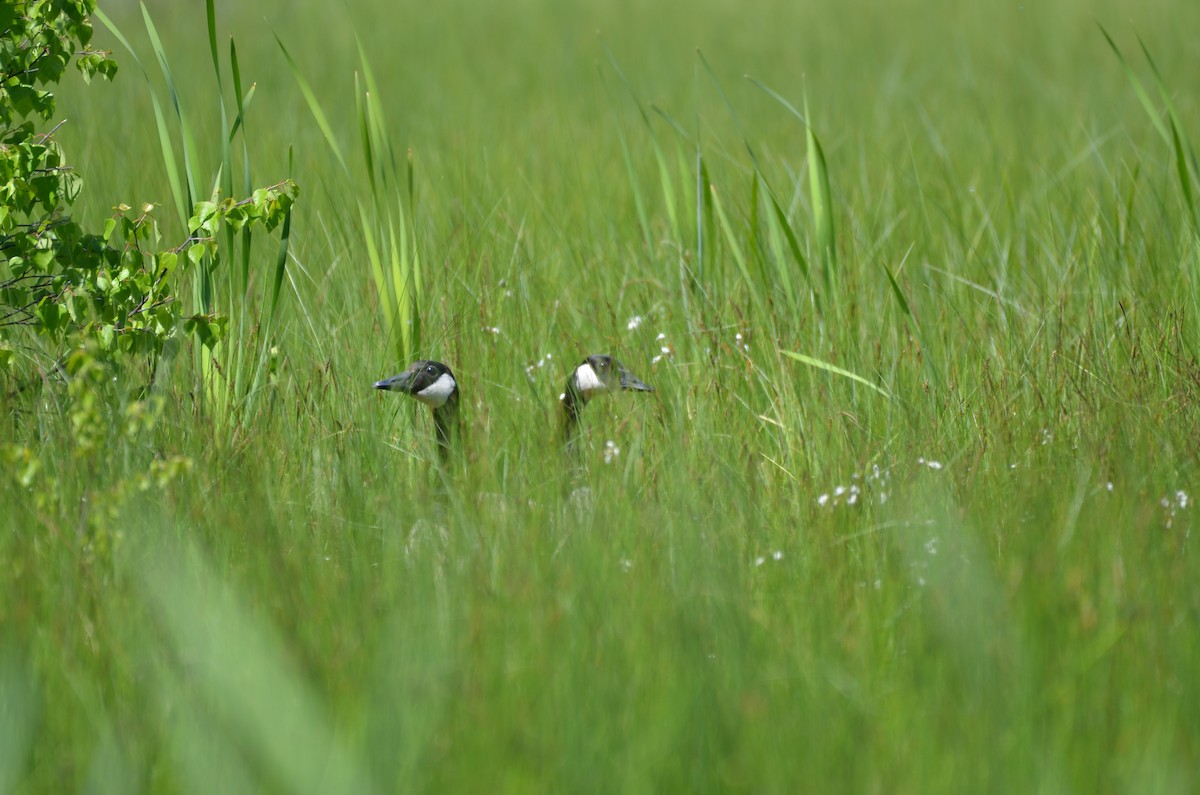 Canada Goose - ML637744554