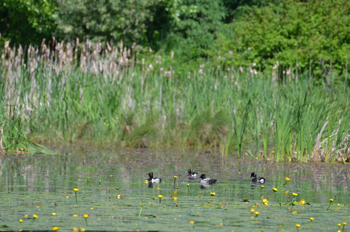 Ring-necked Duck - ML637744568