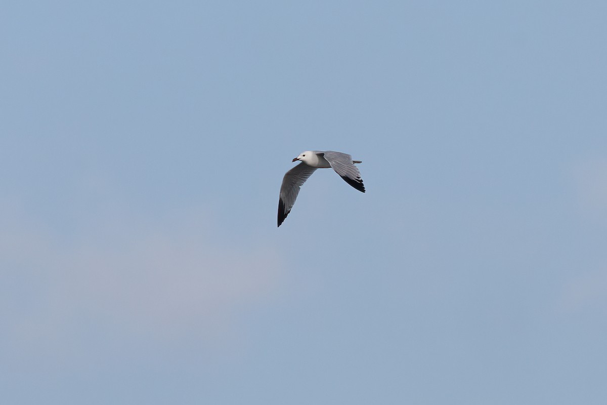 Audouin's Gull - ML637744569