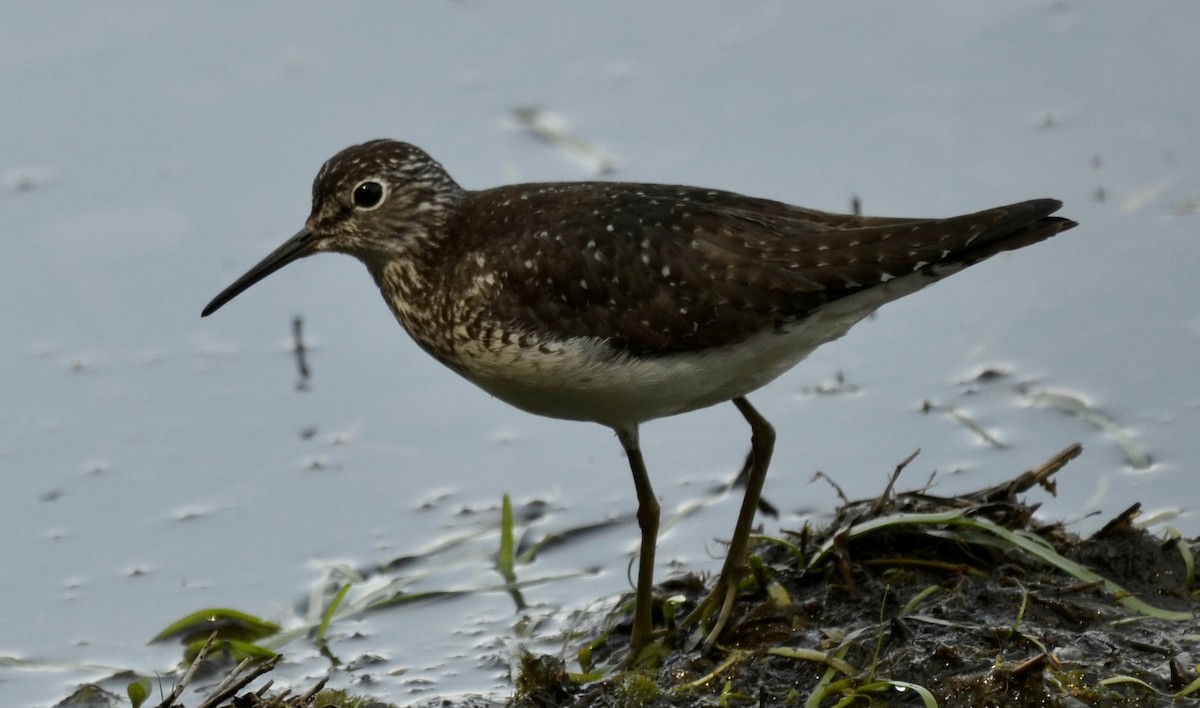 Solitary Sandpiper - ML637744576