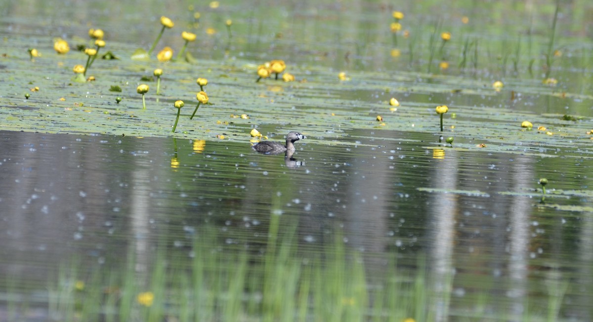 Pied-billed Grebe - ML637744581