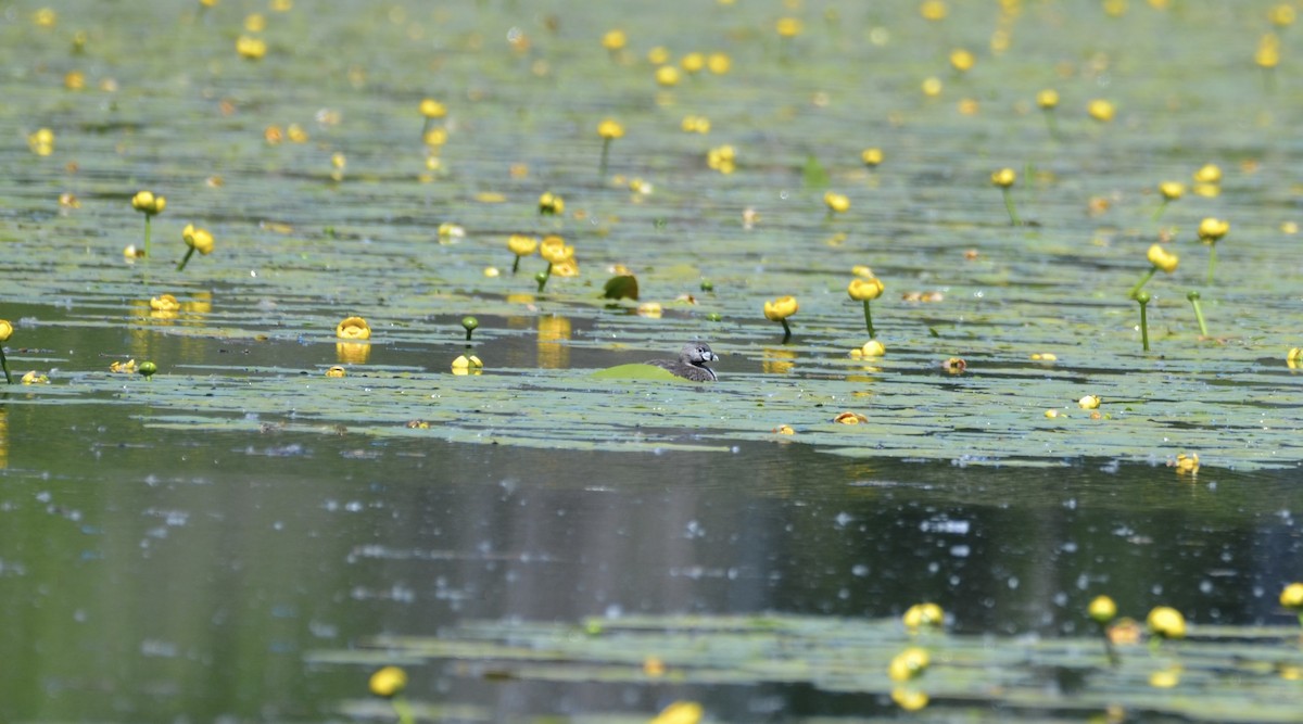 Pied-billed Grebe - ML637744582