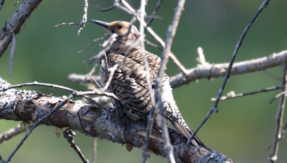 Northern Flicker (Yellow-shafted) - ML637744624