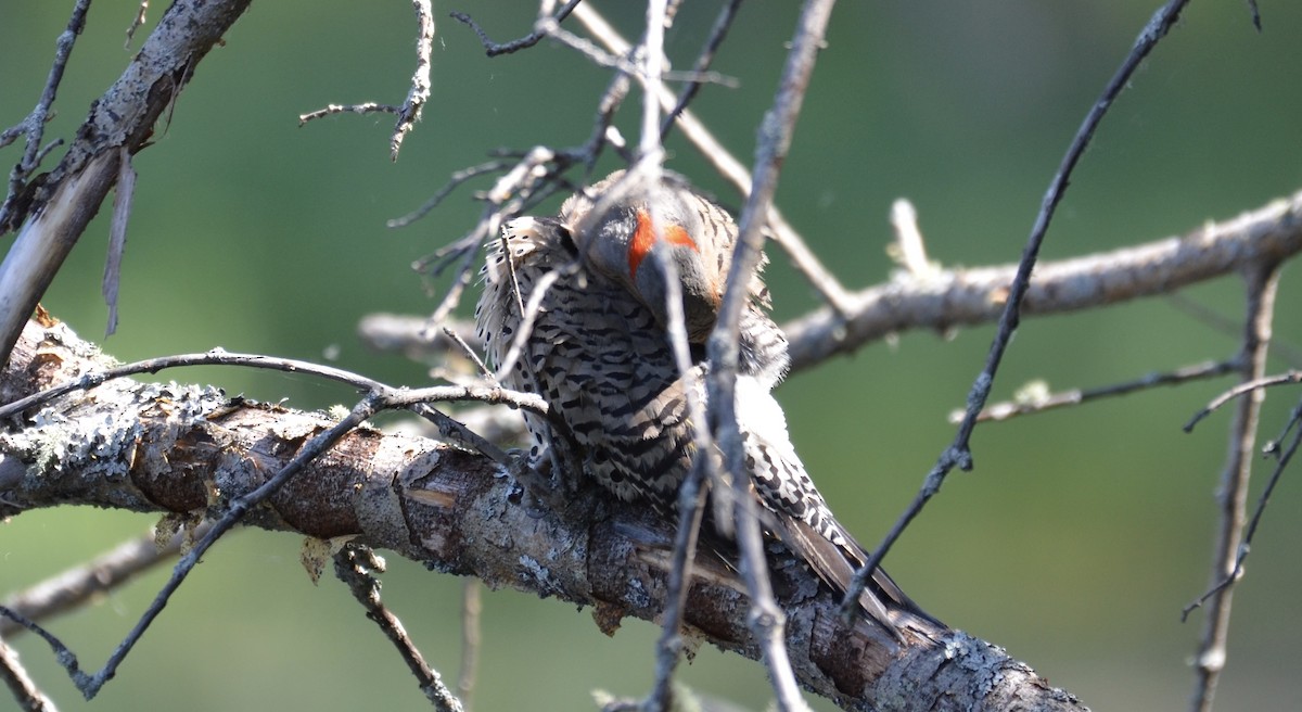 Northern Flicker (Yellow-shafted) - ML637744625