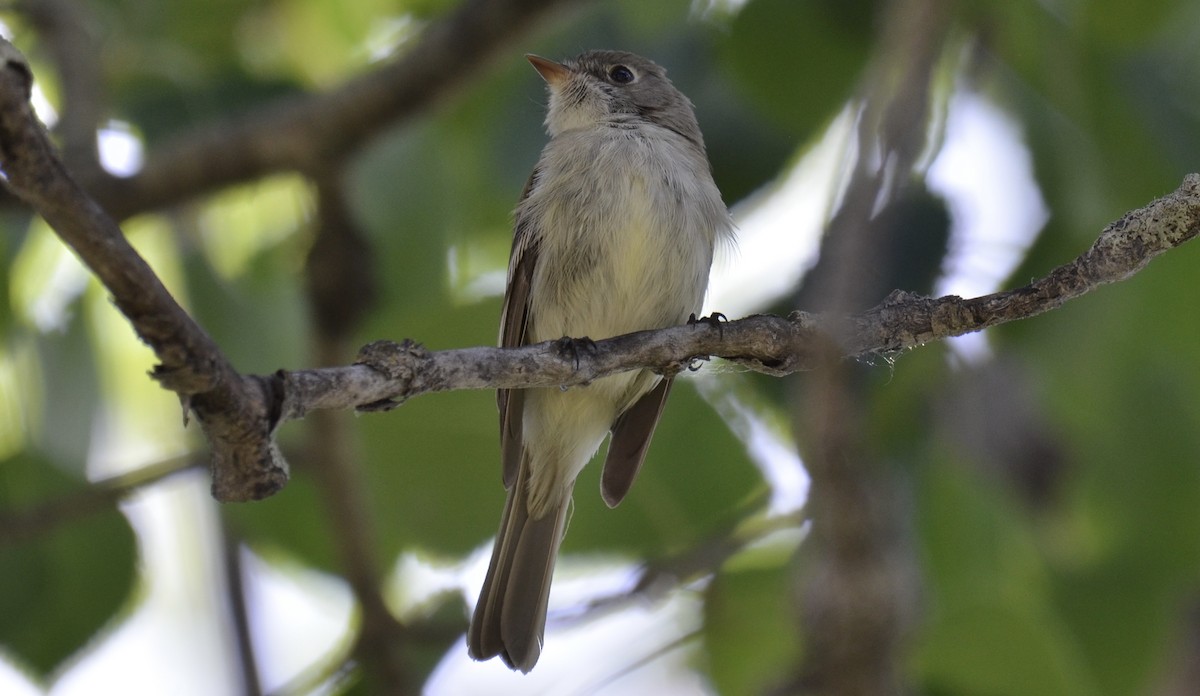 Least Flycatcher - ML637744630