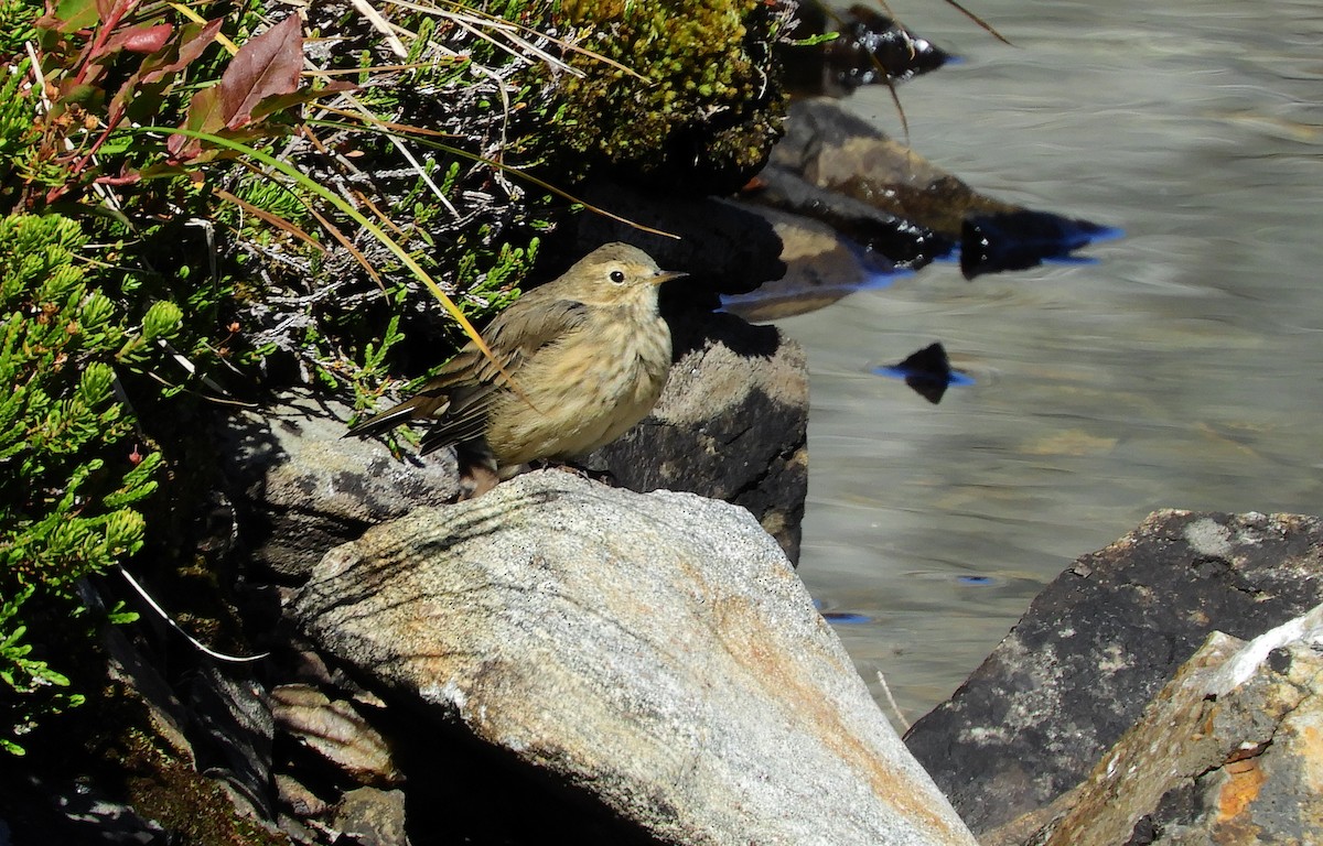American Pipit - ML637744632