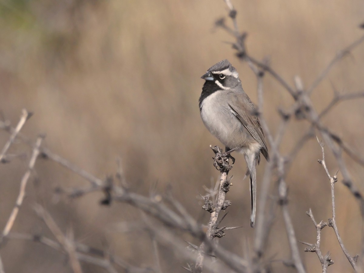Black-throated Sparrow - ML637744635