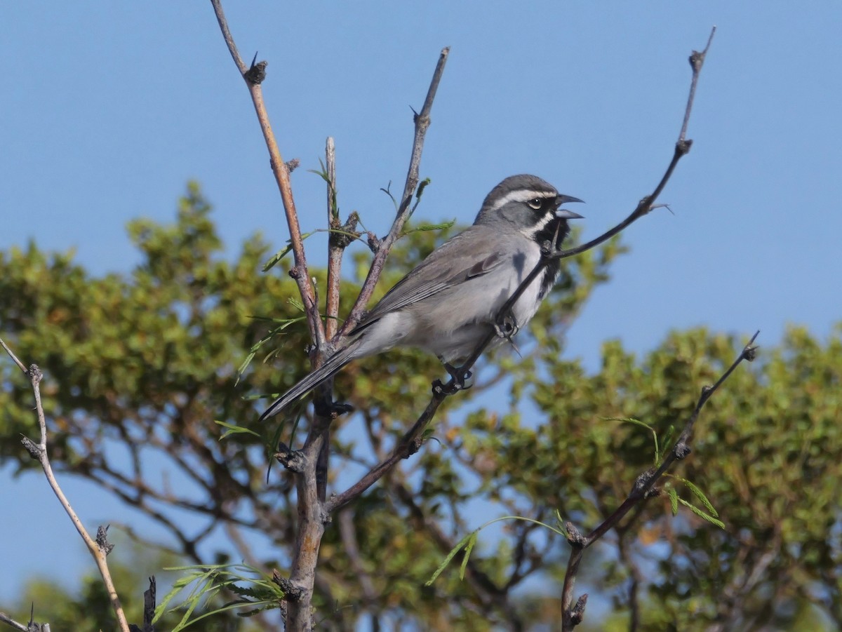 Black-throated Sparrow - ML637744636