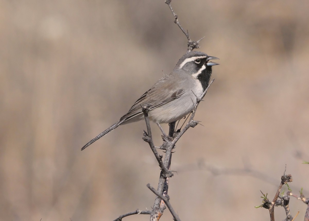 Black-throated Sparrow - ML637744637