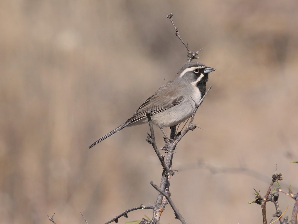Black-throated Sparrow - ML637744638