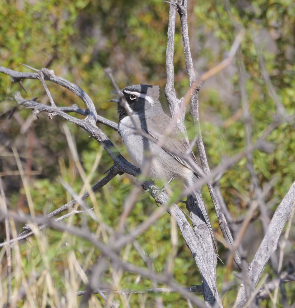 Black-throated Sparrow - ML637744639