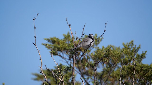 Black-throated Sparrow - ML637744648