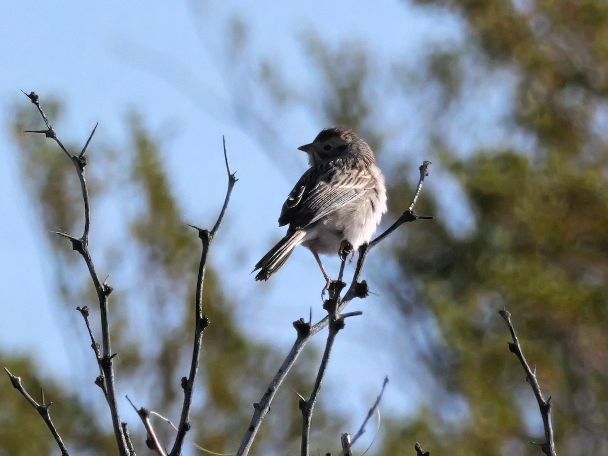 Brewer's Sparrow - ML637744651