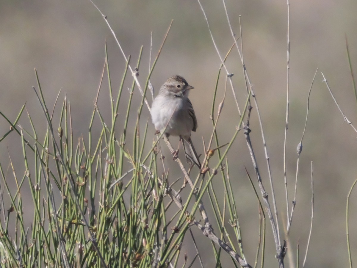 Brewer's Sparrow - ML637744652
