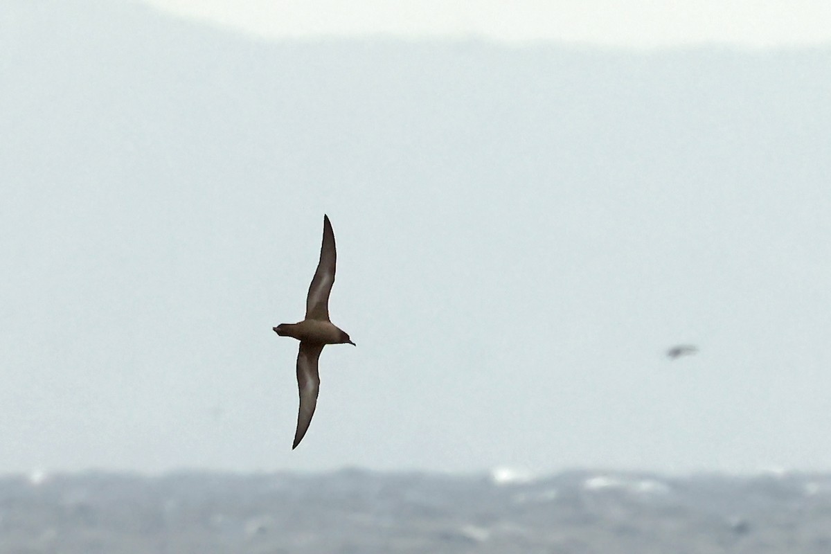Short-tailed Shearwater - ML637744665