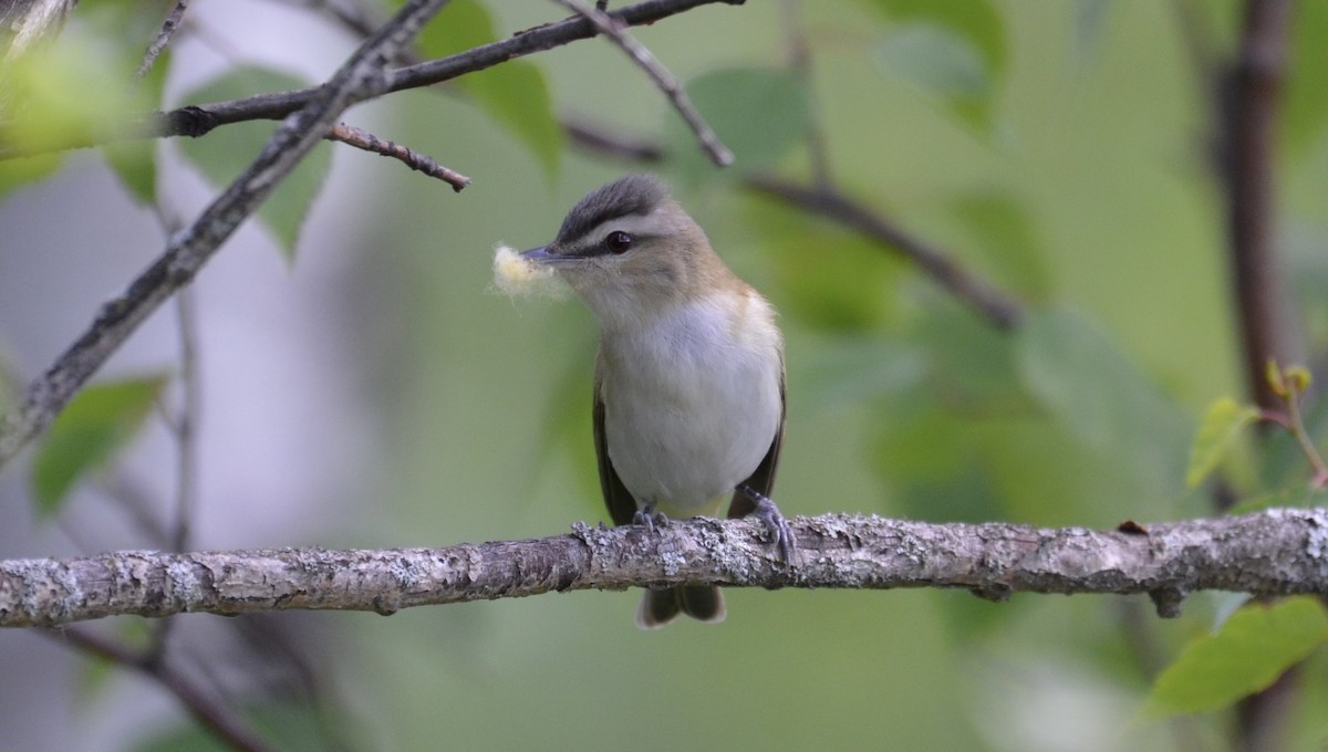 Red-eyed Vireo - ML637744673