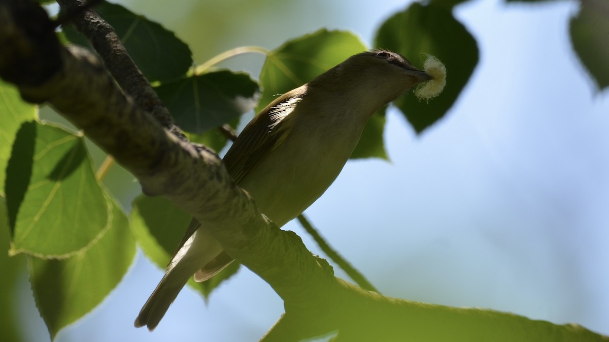 Red-eyed Vireo - ML637744674