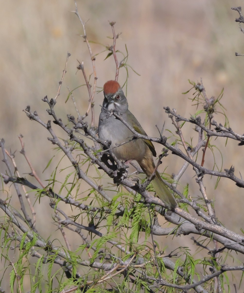 Green-tailed Towhee - ML637744675