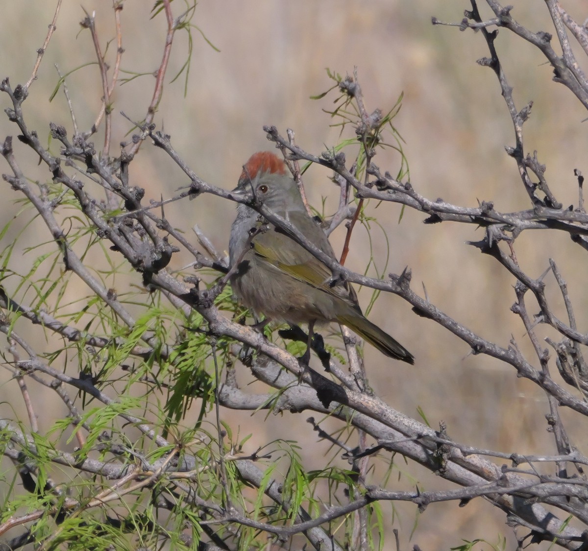 Green-tailed Towhee - ML637744676