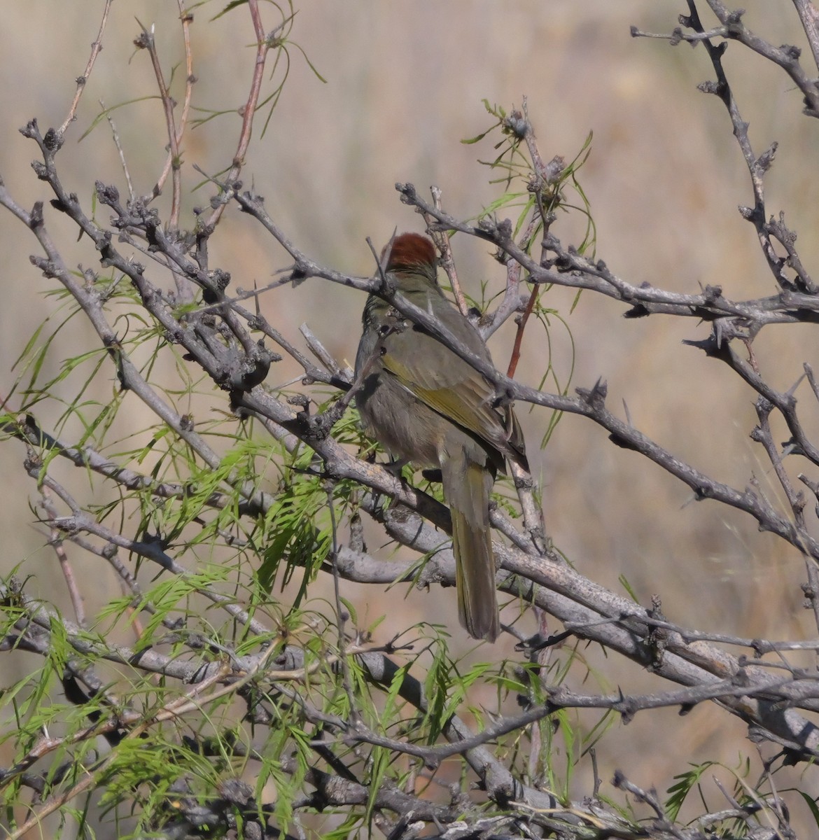 Green-tailed Towhee - ML637744677