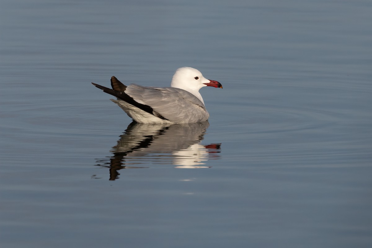 Audouin's Gull - ML637744695