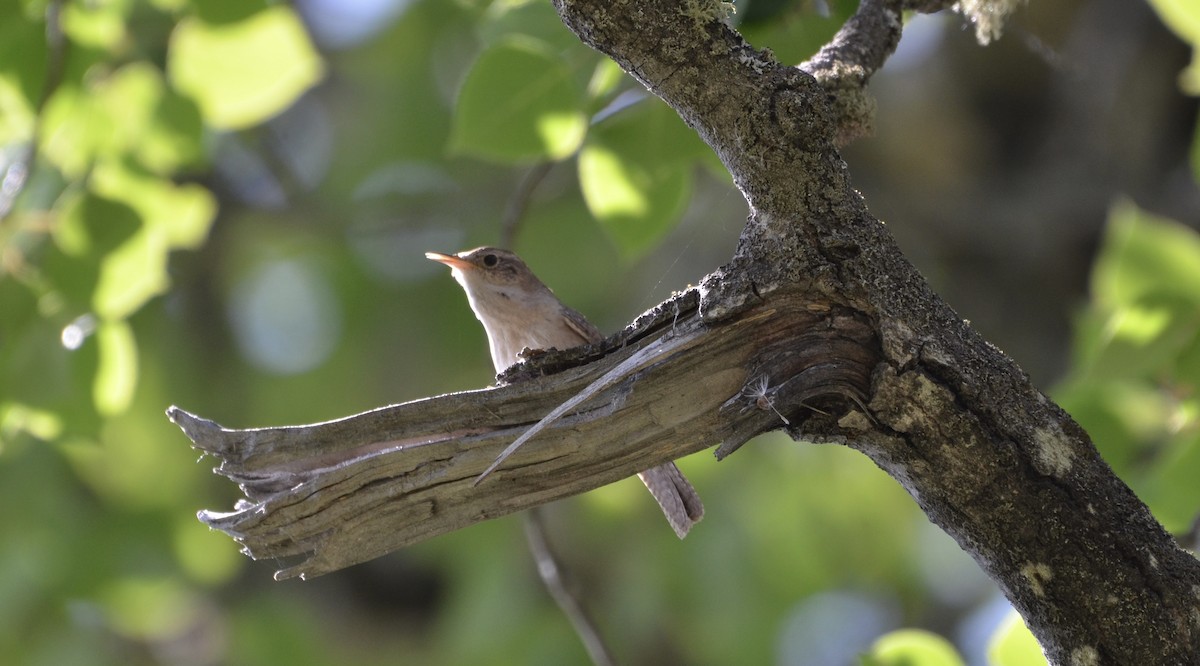 Northern House Wren - ML637744707