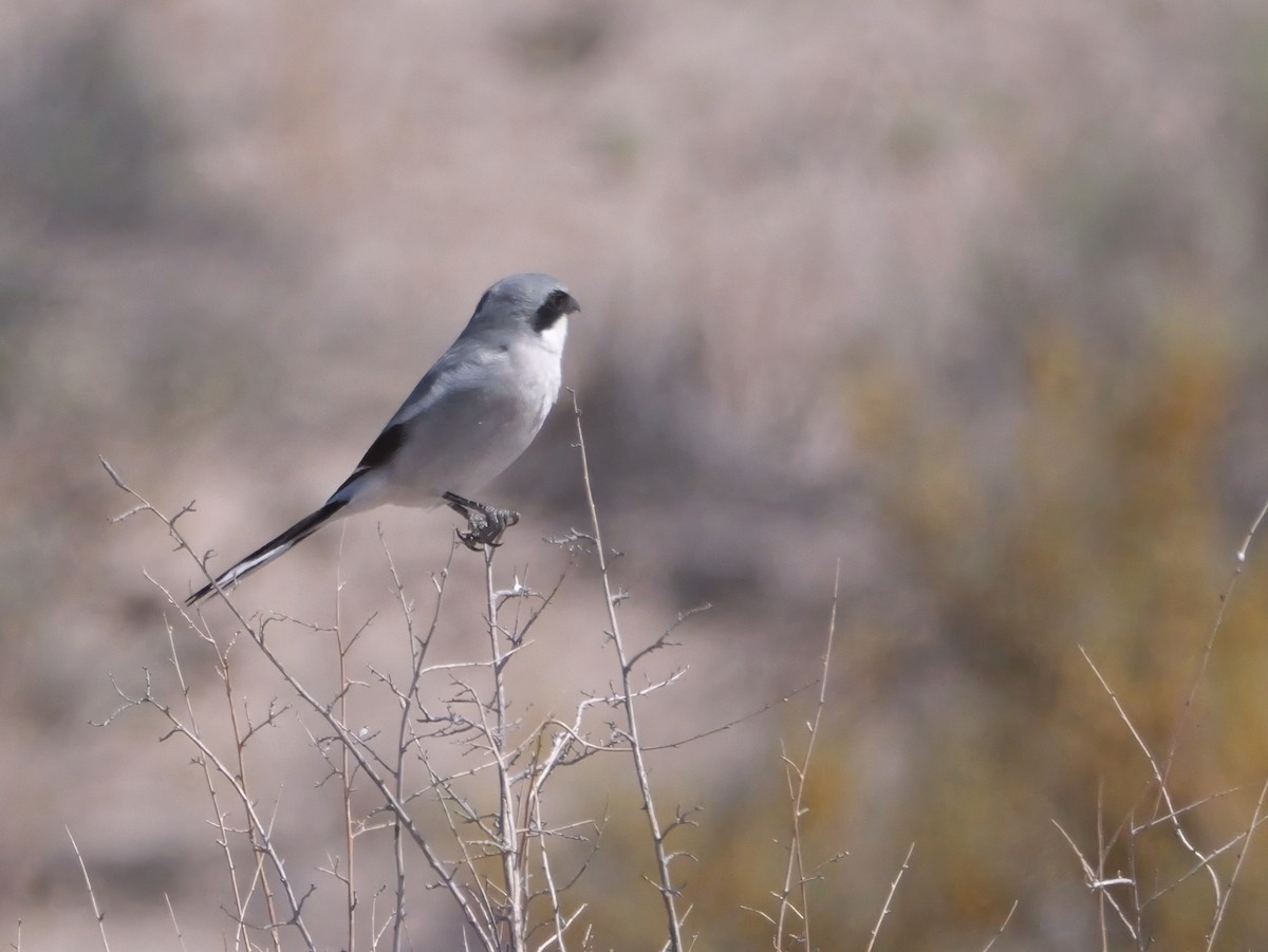Loggerhead Shrike - ML637744713