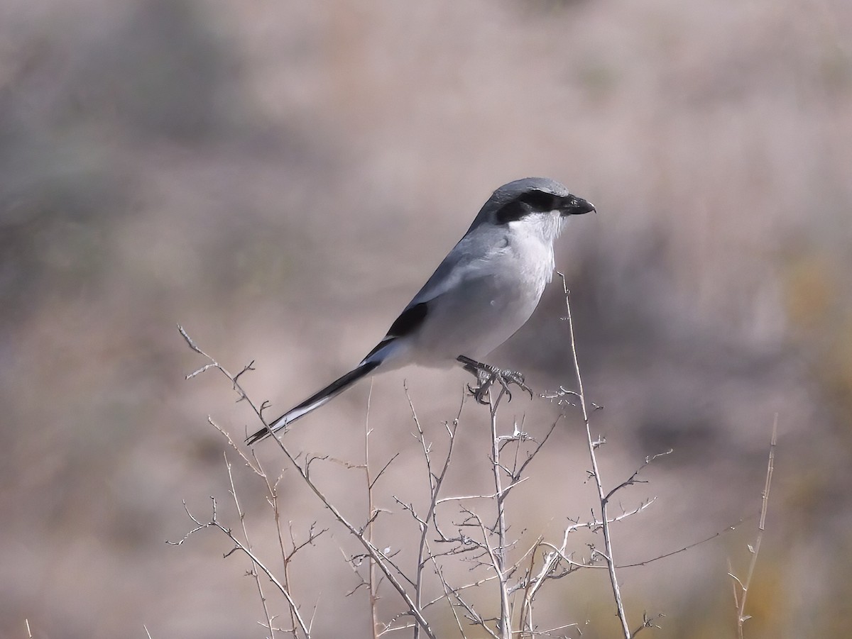 Loggerhead Shrike - ML637744714