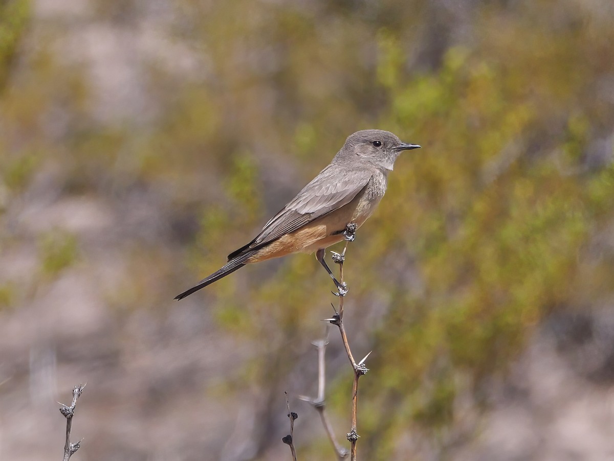 Say's Phoebe - ML637744736
