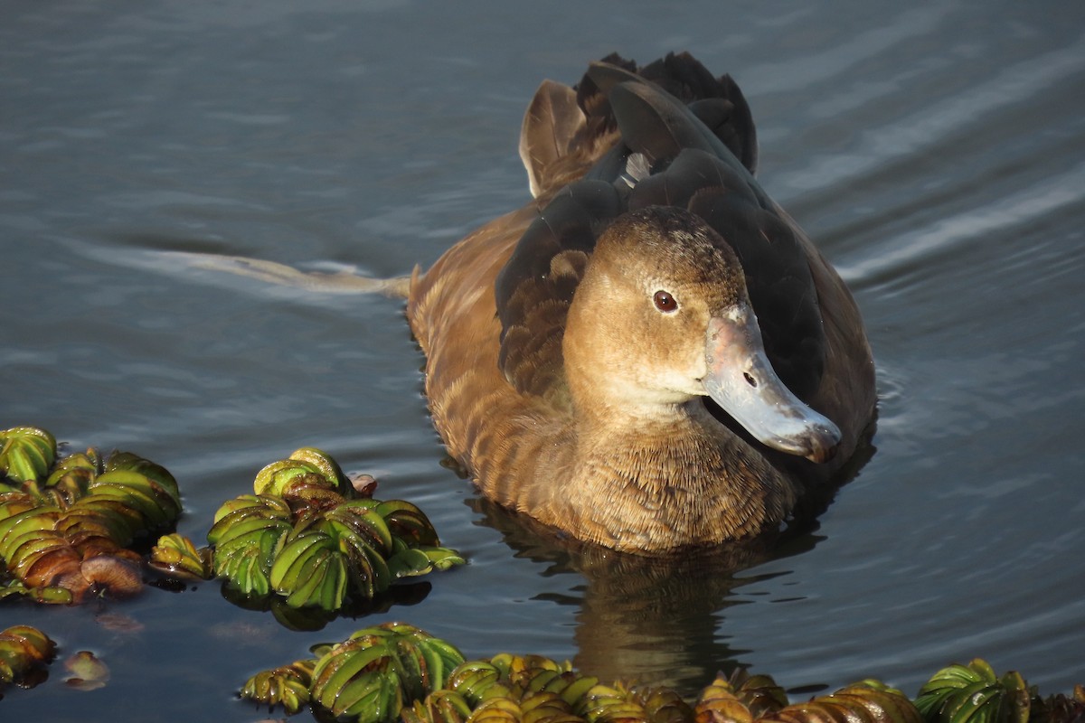 Rosy-billed Pochard - ML637744737